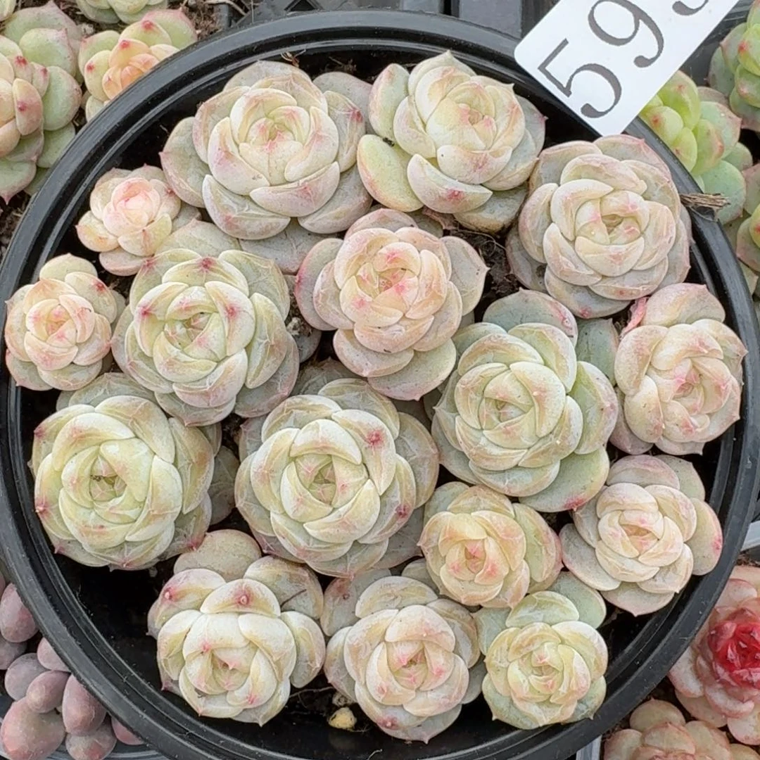 多肉植物多肉植物593