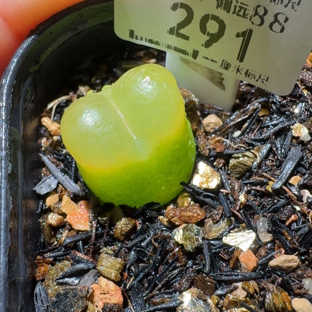 Ssss清仓便宜了一291