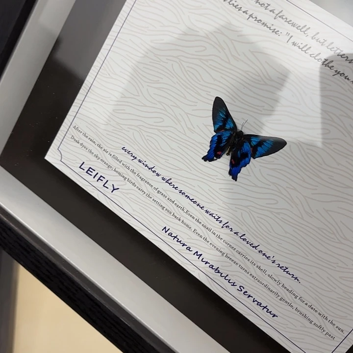 旧***．蝴蝶标本定制656@