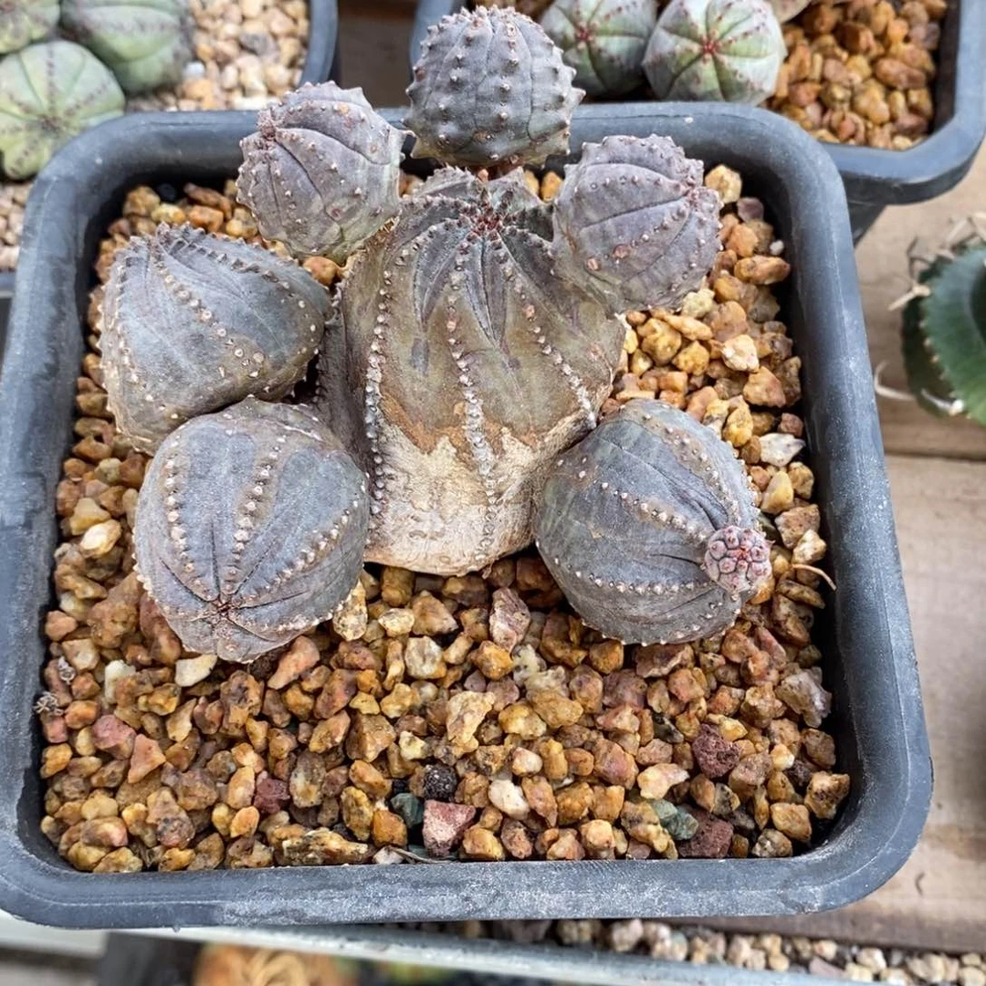 *****群生布纹球多肉植物