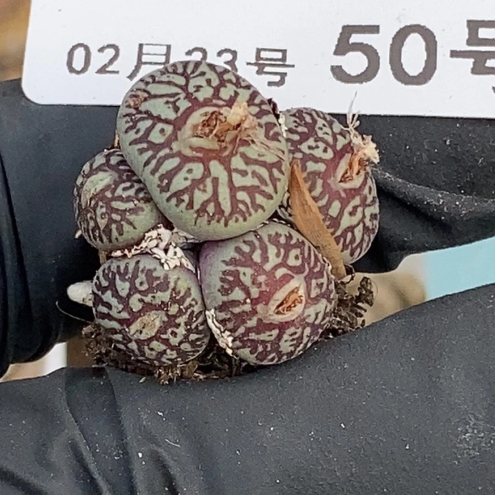 O*O桃喜花园0223-50超墨