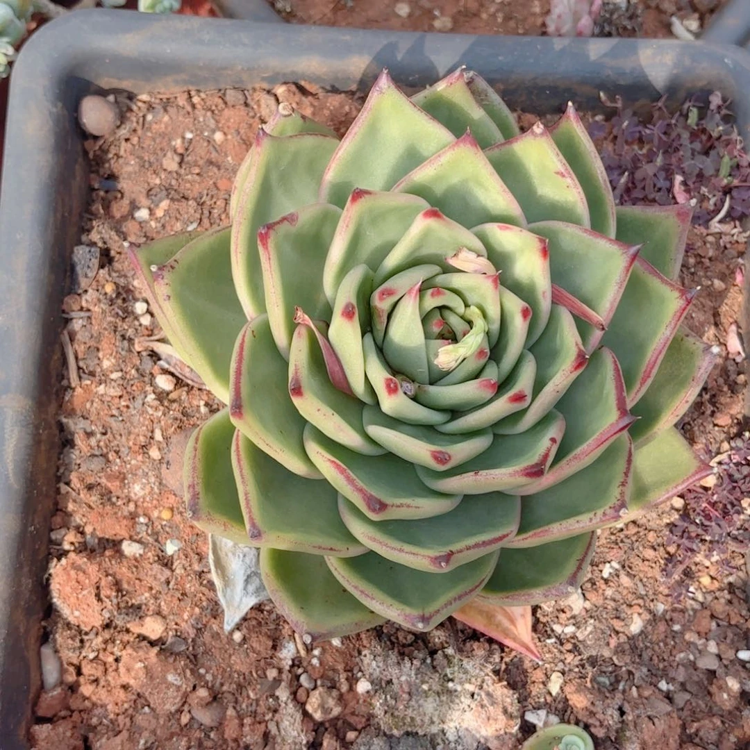 宽叶东云杂。      20。