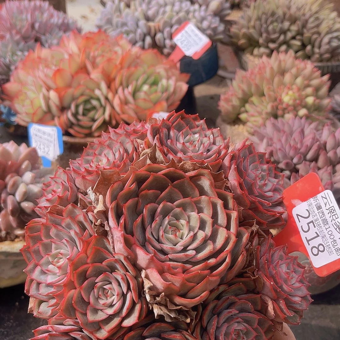 2518艾格利亚多肉植物