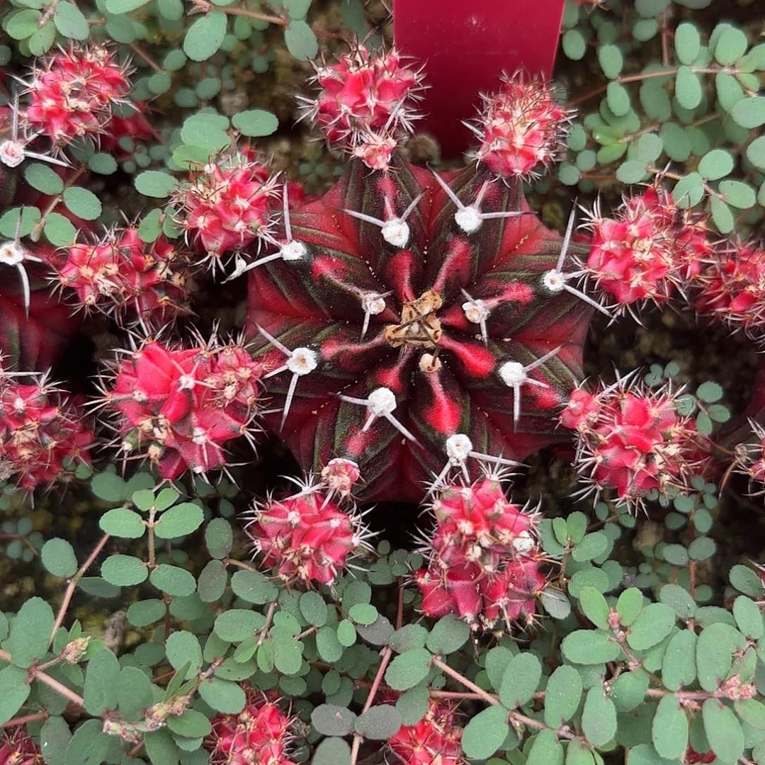 189-1120泰国发货多肉