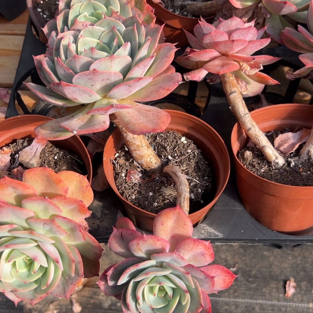 多肉白雪公主【满18包邮】