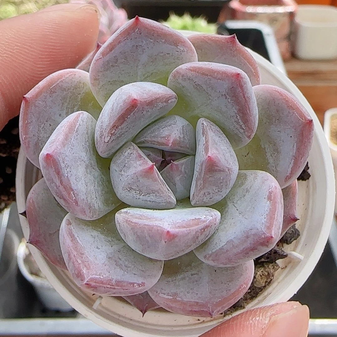 多肉0903-147暗纹系
