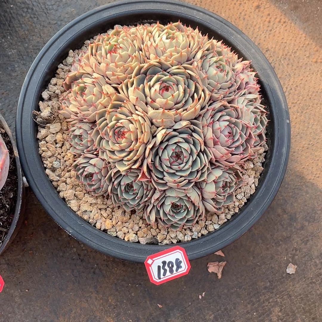 1384苯巴蒂斯一物一拍多肉