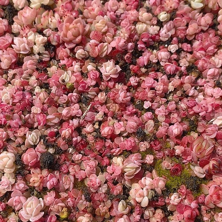 167 多肉植物盆栽花卉盆栽