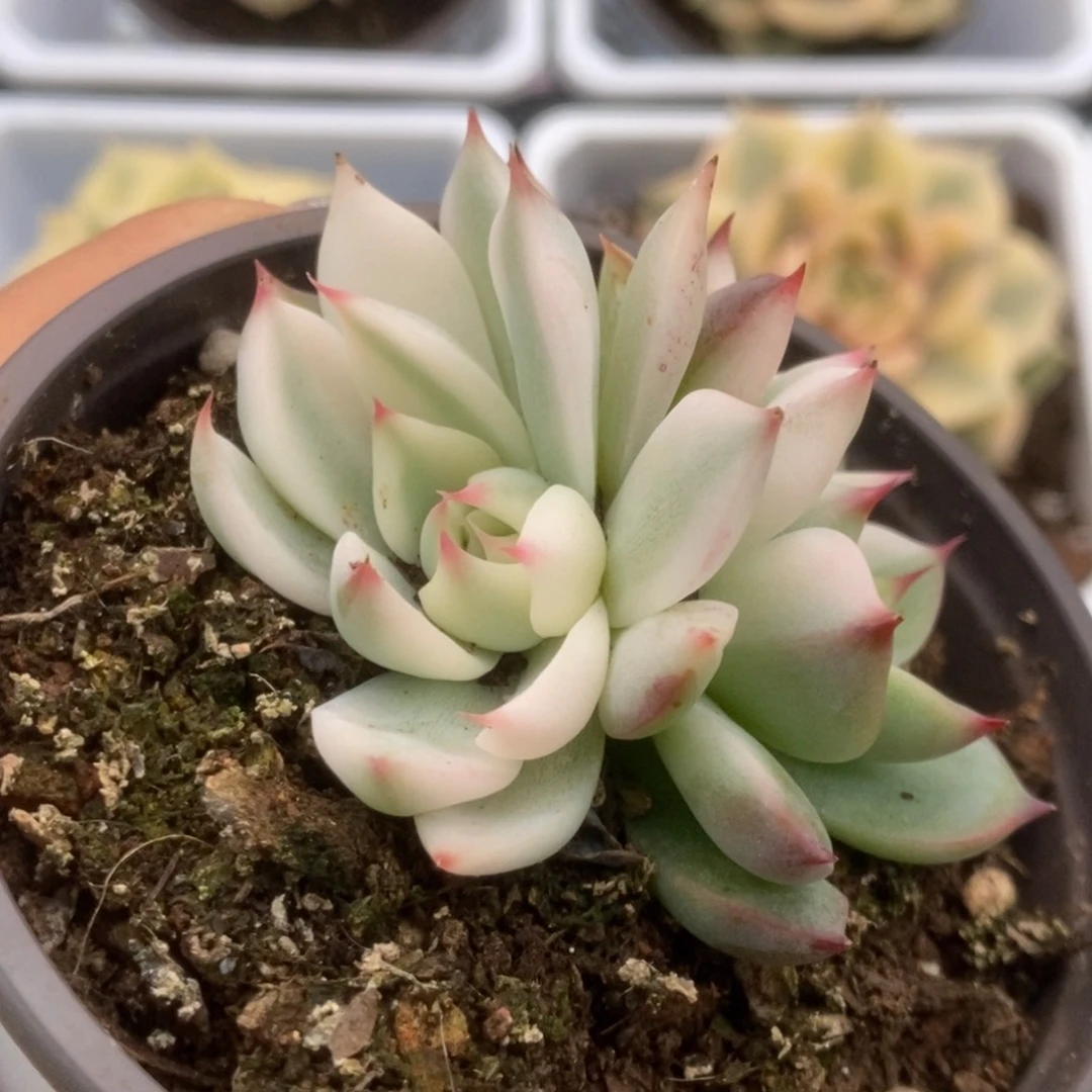 109锦锦锦锦锦锦锦锦