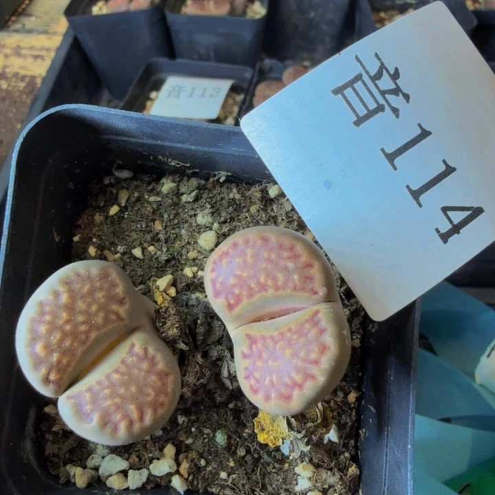 雨****）多肉葡萄等114