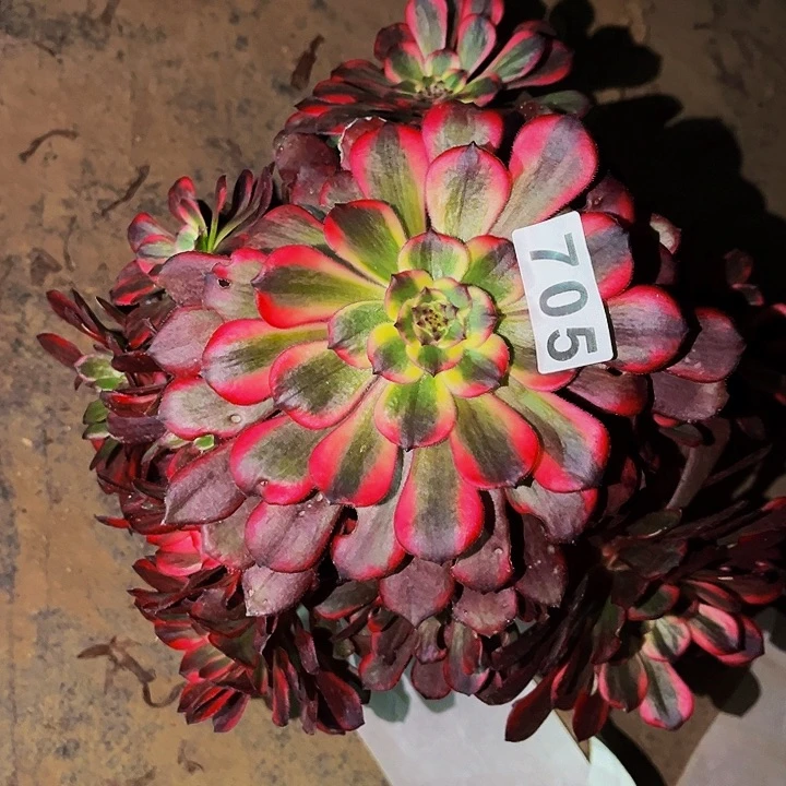 705烟花多肉植物处理不售后