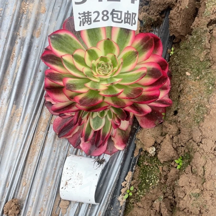 3424一号棚红荔枝J