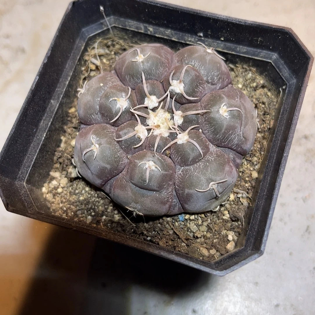 实生大尤龟甲铅皮仙人球