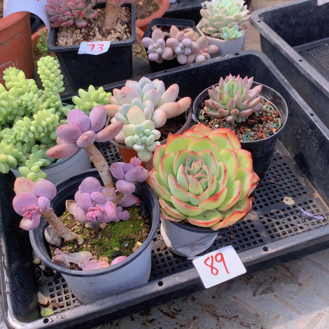 一单包邮框拍0089