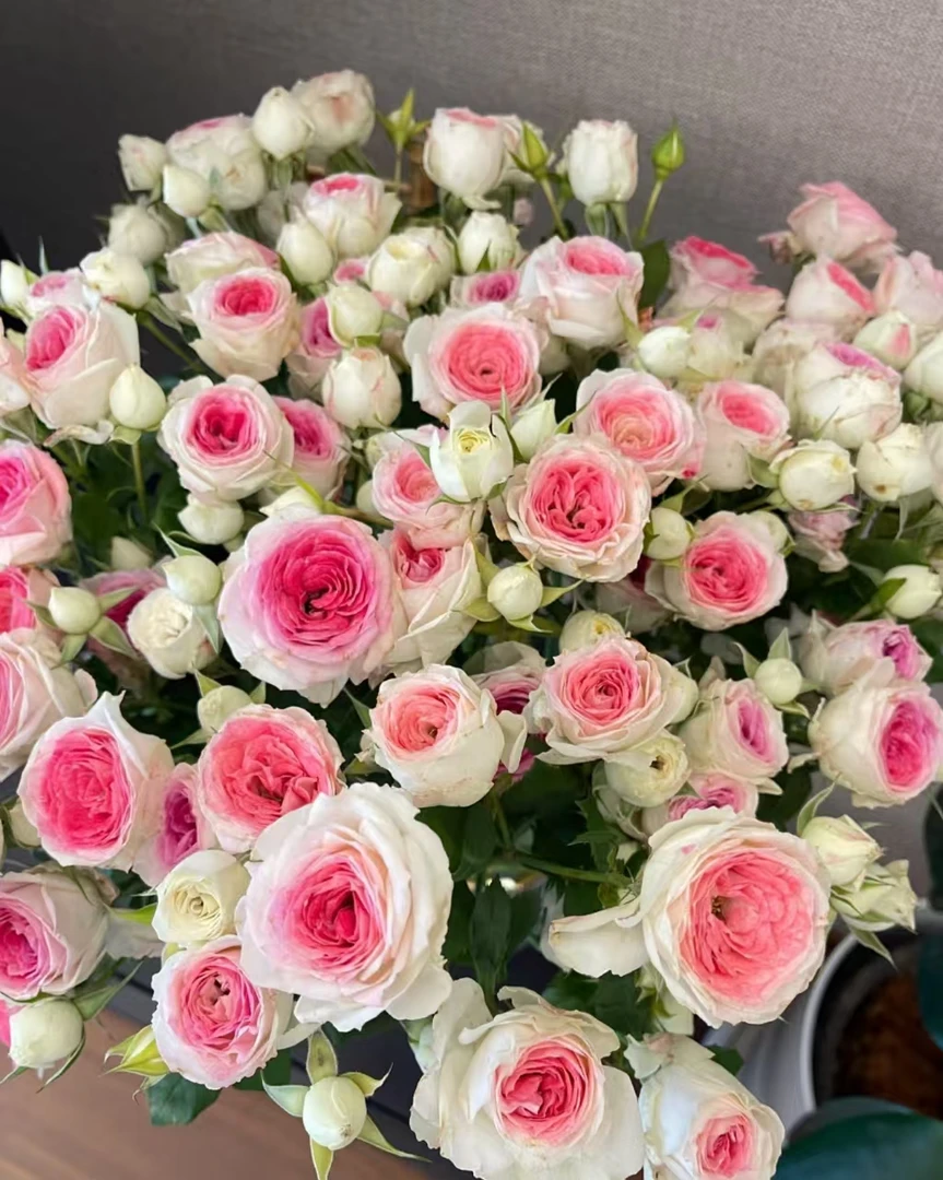 【多头午夜魔法玫瑰】云南鲜花基地直发家用鲜花 任意拍三单送花瓶