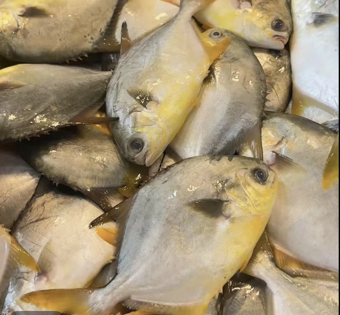 广东惠来神泉港手钓金鲳鱼 1斤3条左右，可清蒸红烧干煎等多种做法