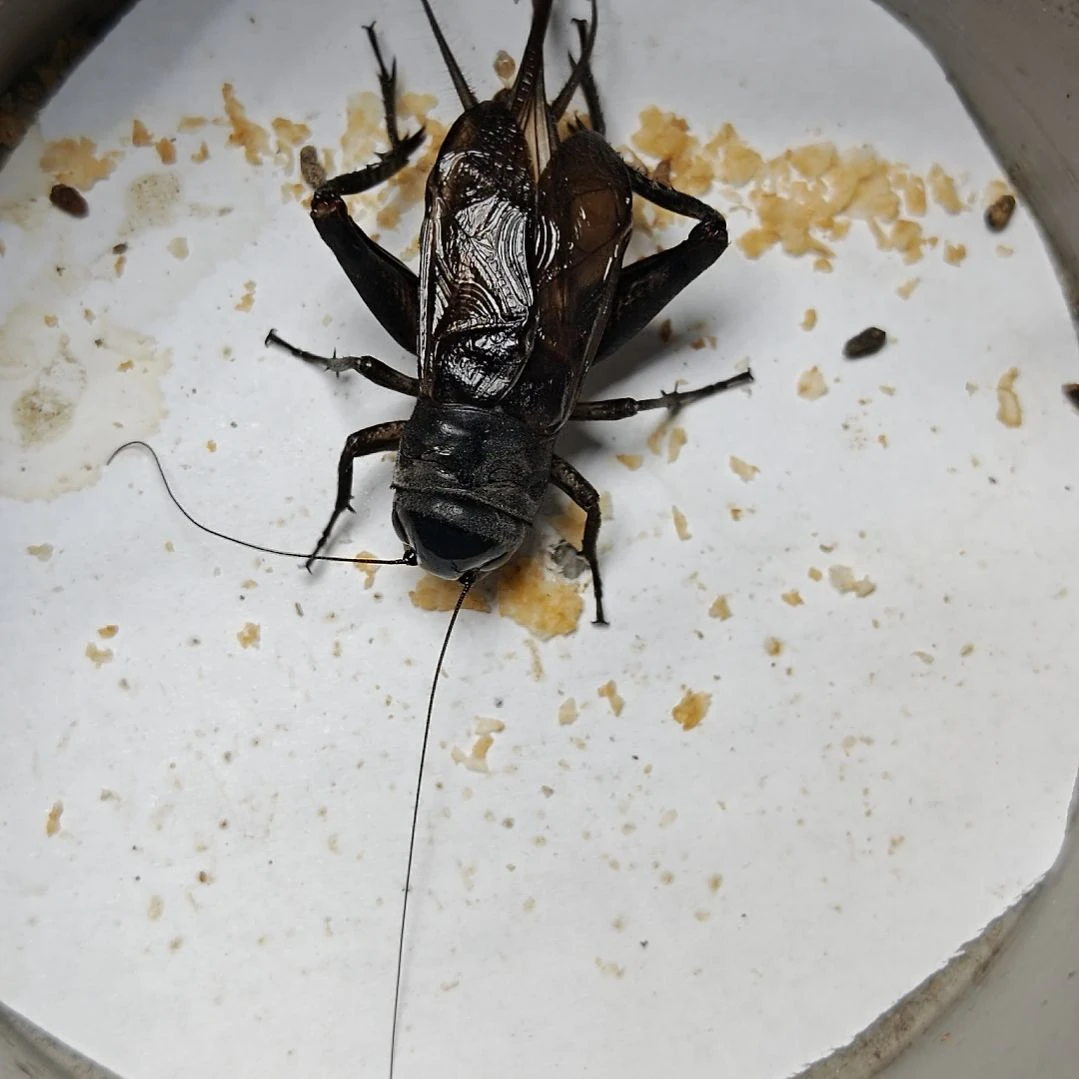 蟋蟀斌 歪门邪调 35