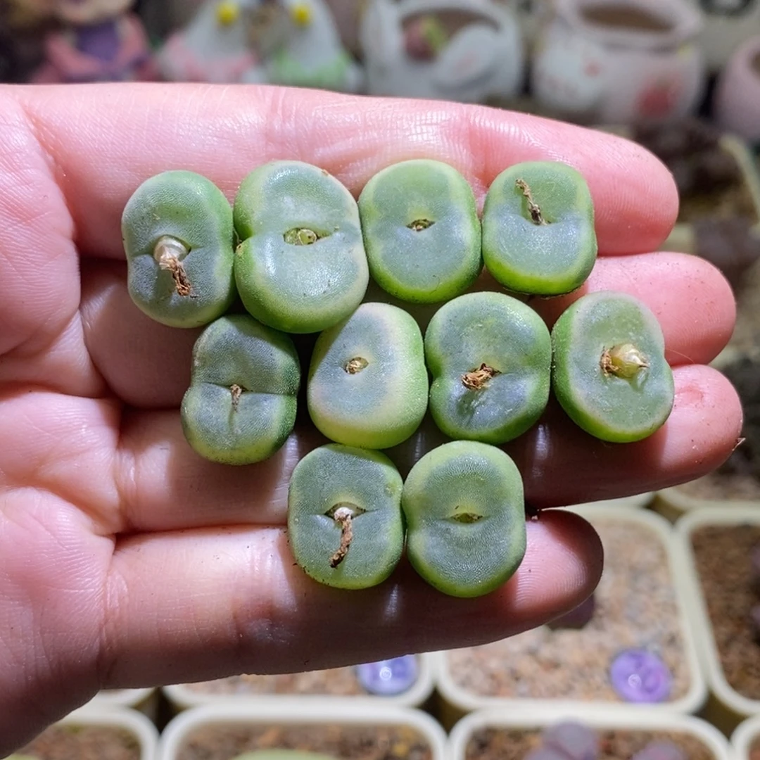 一手水晶鞋打包福利