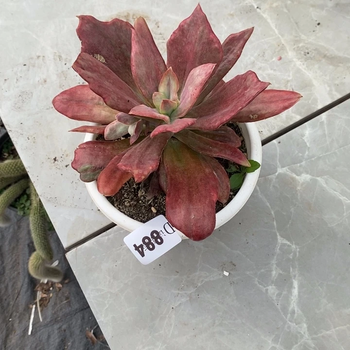 一***鱼884钻石锦多肉植物多肉