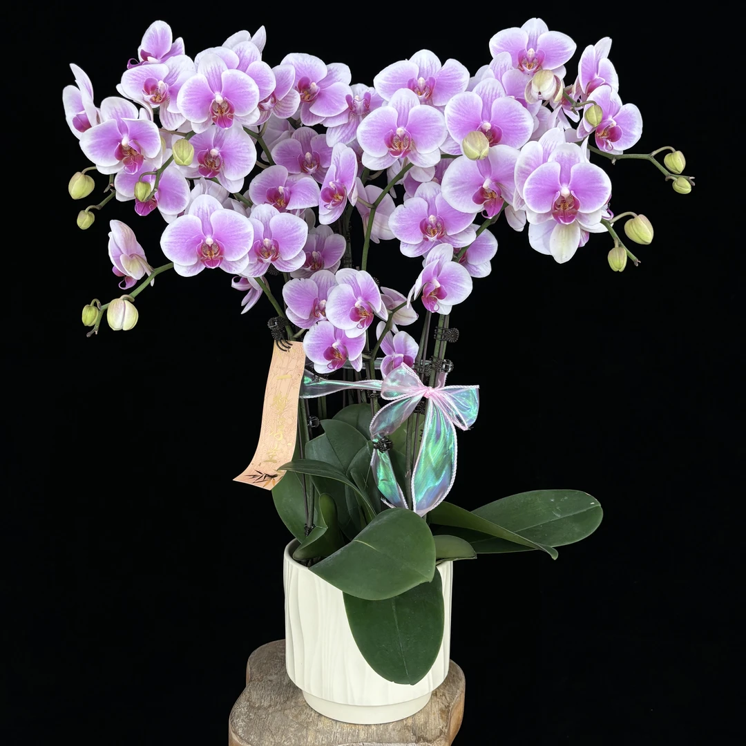 【洛神】粉紫色耐开好养中大型蝴蝶兰室内盆栽