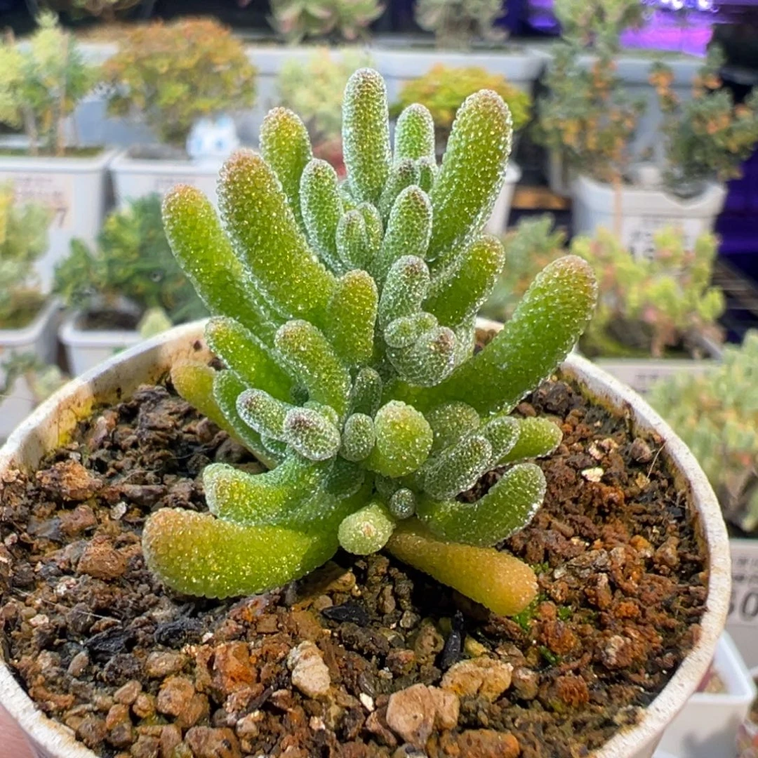 29-775晚间福利奶油冰五圆盆