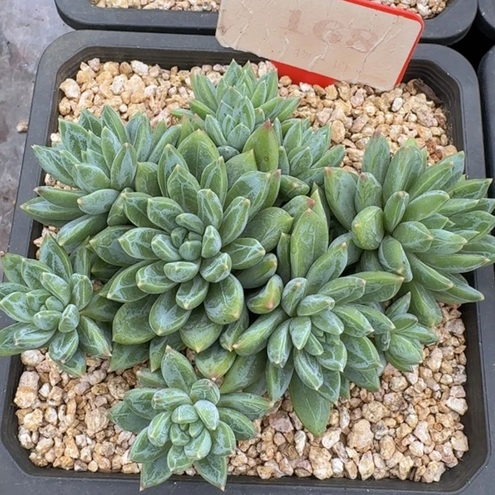 168美人多肉植物