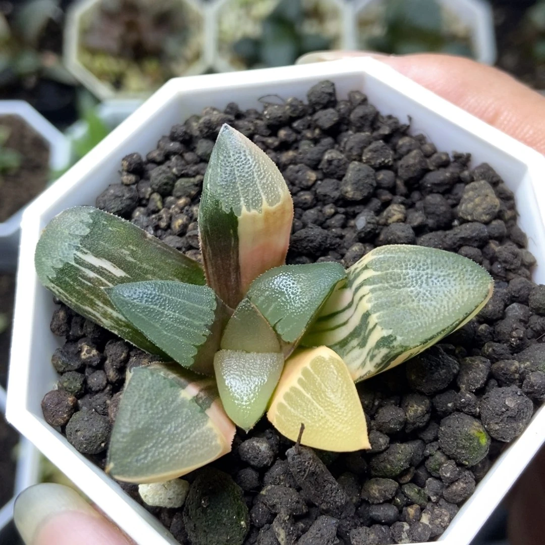 和田1号一物一拍图