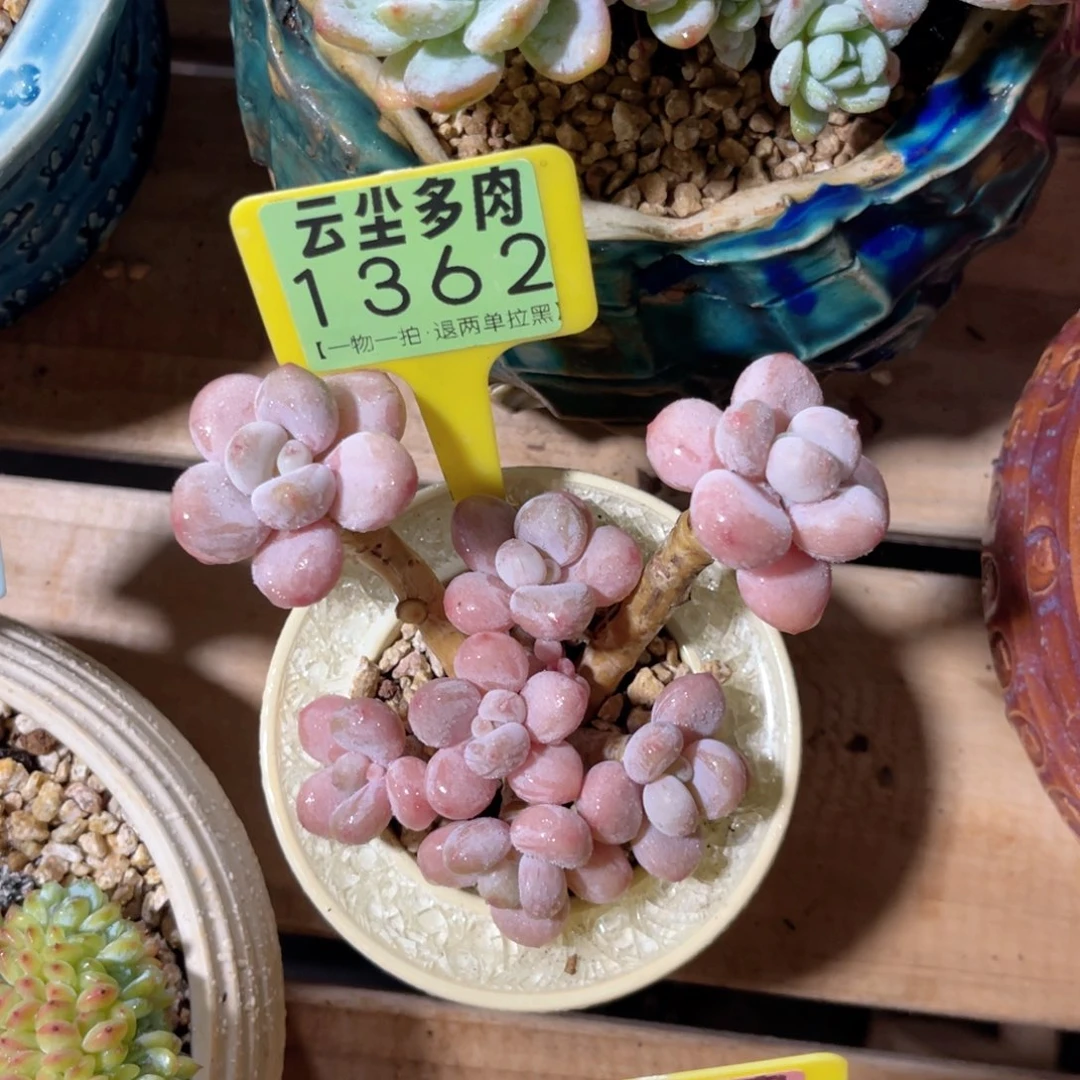 超****云尘多肉一物一拍1362不含盆，