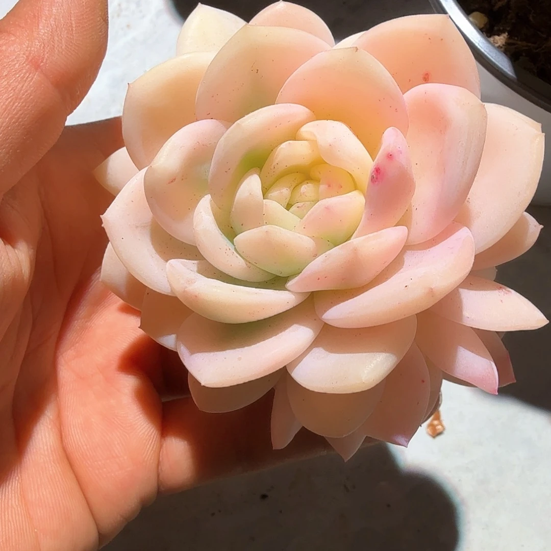 梦露宽锦  锦上园艺一物一拍