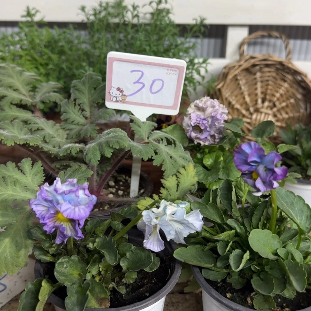 全部花朵1206  抖音30组4棵