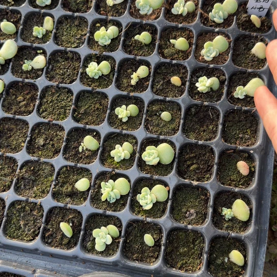 清梦穴一个满25包邮