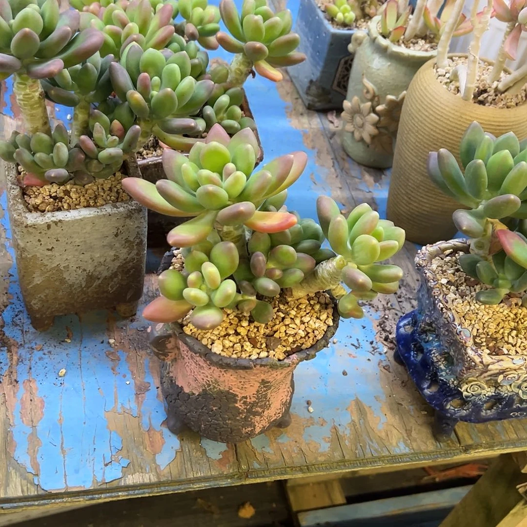 芒果奶裸根发货。