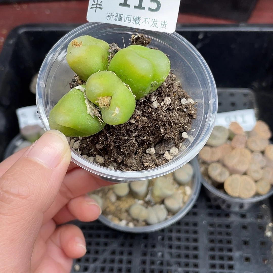 11500000花花花花花花