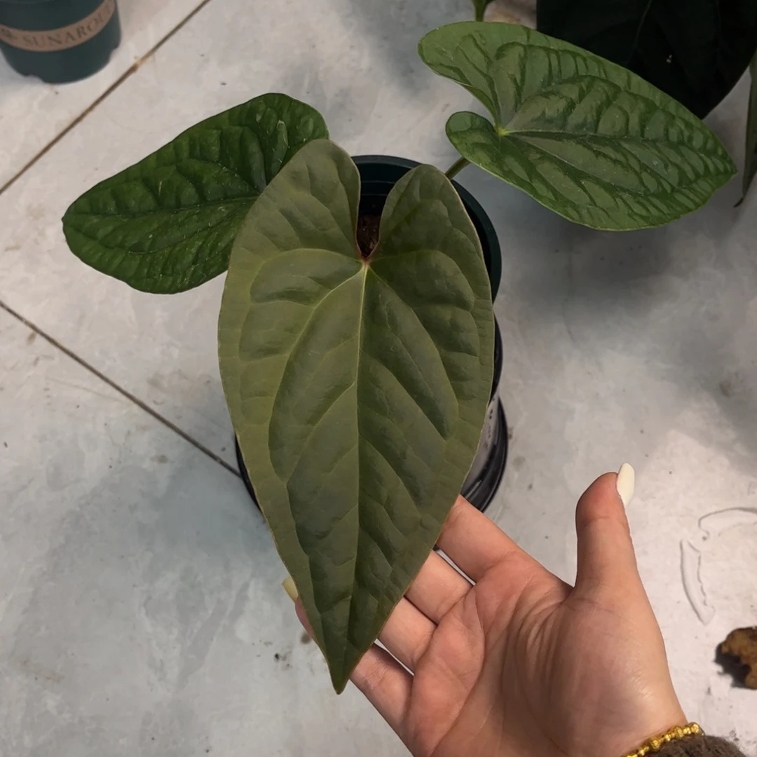 不开花植物蝠鲼杂奢华（58