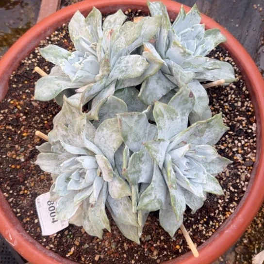 不**?谢谢姐姐～一物一拍8004，3