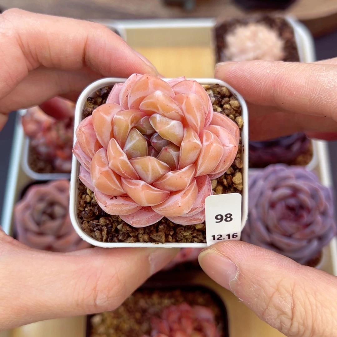 好好看98、哈哈哈哈