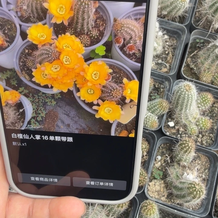 白檀仙人掌16带跟随机