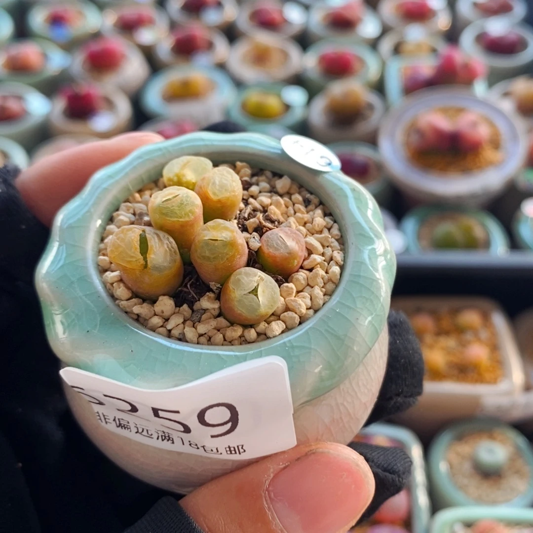 6259--一物一拍 带盆粉樱