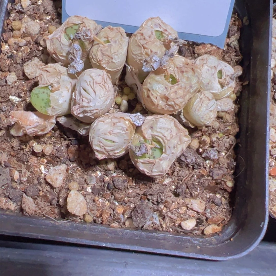 30-78安贞多肉植物，