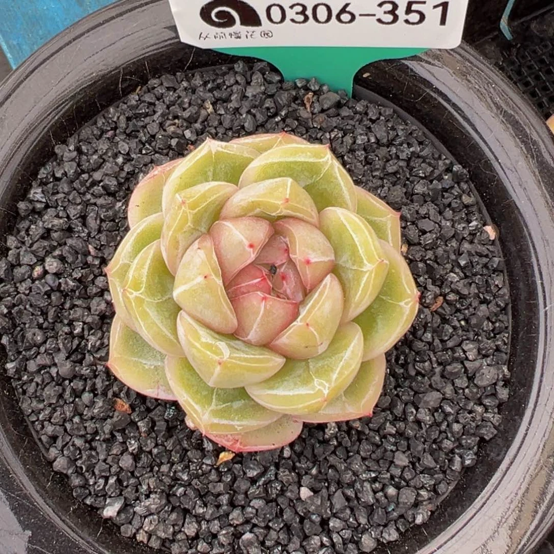 从前慢多肉精选编号0306.351