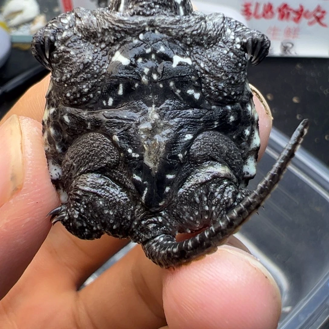 母小鳄龟不退不换