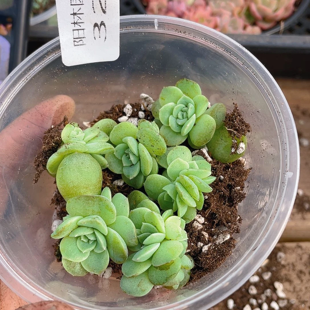 多肉植物多肉植物327