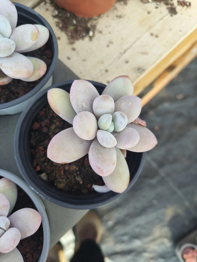 雪美人 4公分 多肉盆栽好看好养