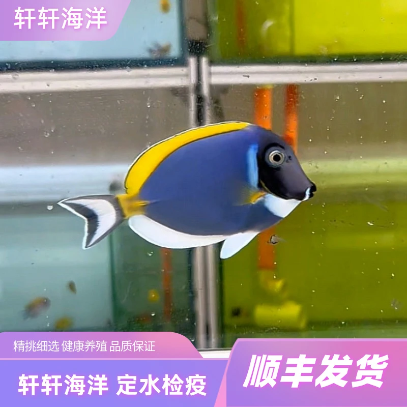 马代粉蓝混种粉蓝请仔细阅读链接详情页里的报损规则下单表示认可