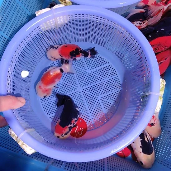 金鱼113兰寿三只特价顺丰包邮