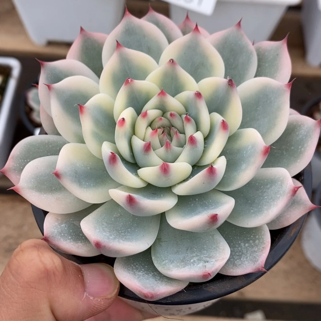 吉娃娃锦多肉植物7252
