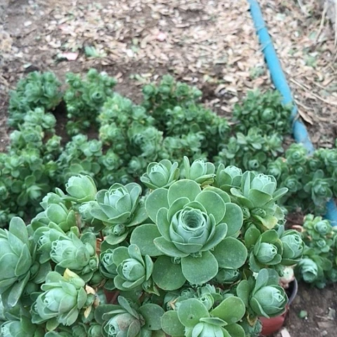 山地玫瑰二棵多肉