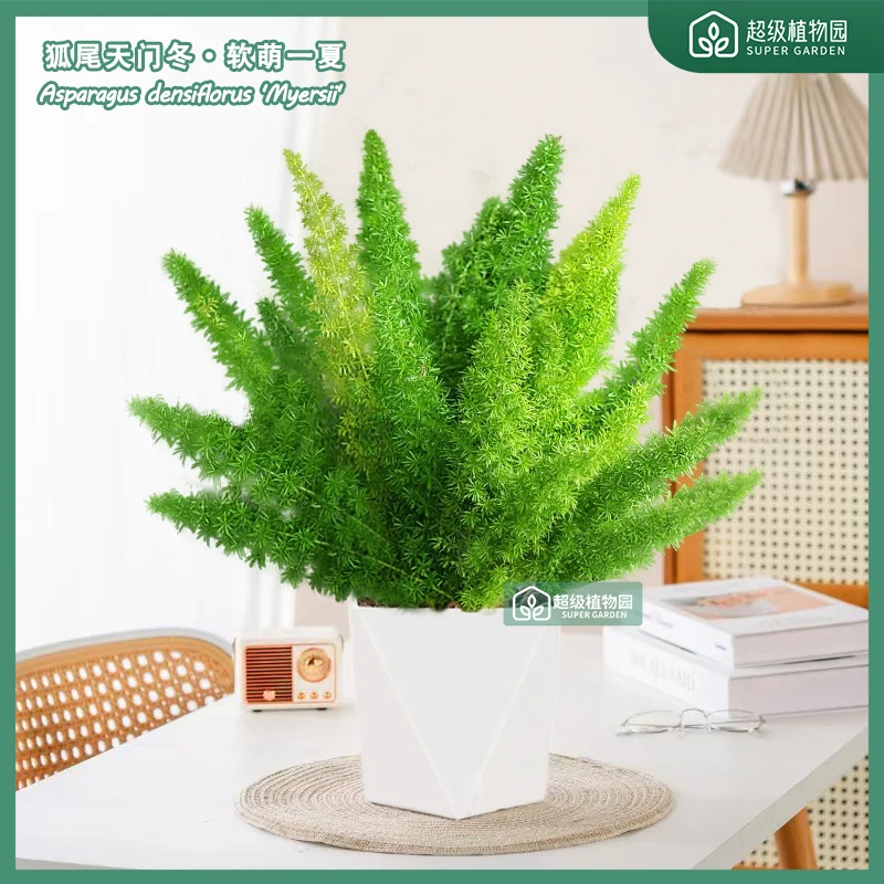 狐尾天门冬植物盆栽庭院花园阳台绿植盆栽四季常青耐热花卉九尾狐