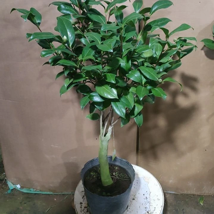 会**鱼795都德，原盆原土发货，不包邮