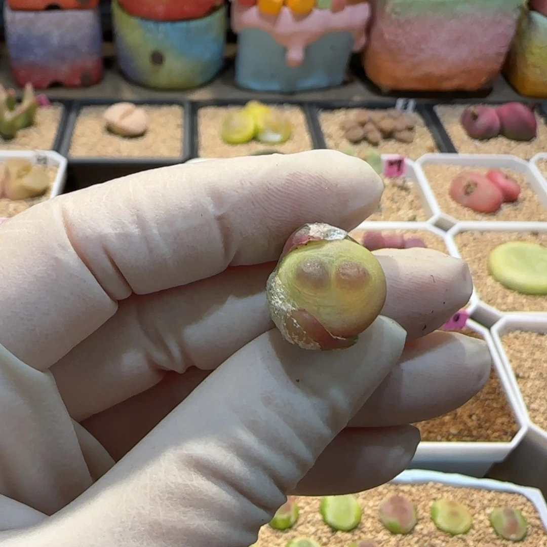 红陶嘟*熊当然当然当然当然